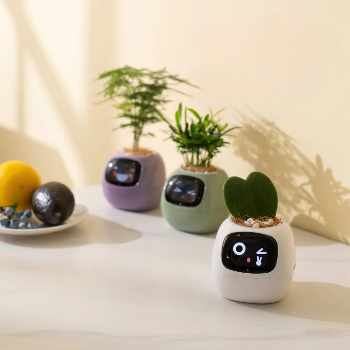 Trois pots de fleurs connectés IvyBoo de différentes couleurs sur une table, avec un pot blanc au premier plan affichant une expression joyeuse. Accessoire de décoration intelligente et interactif pour la maison.